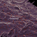 Are growth factors and exosomes the same thing?