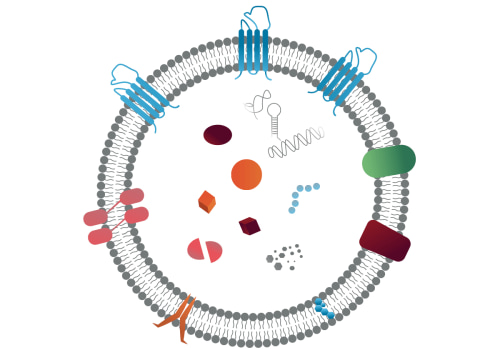How are exosomes classified?